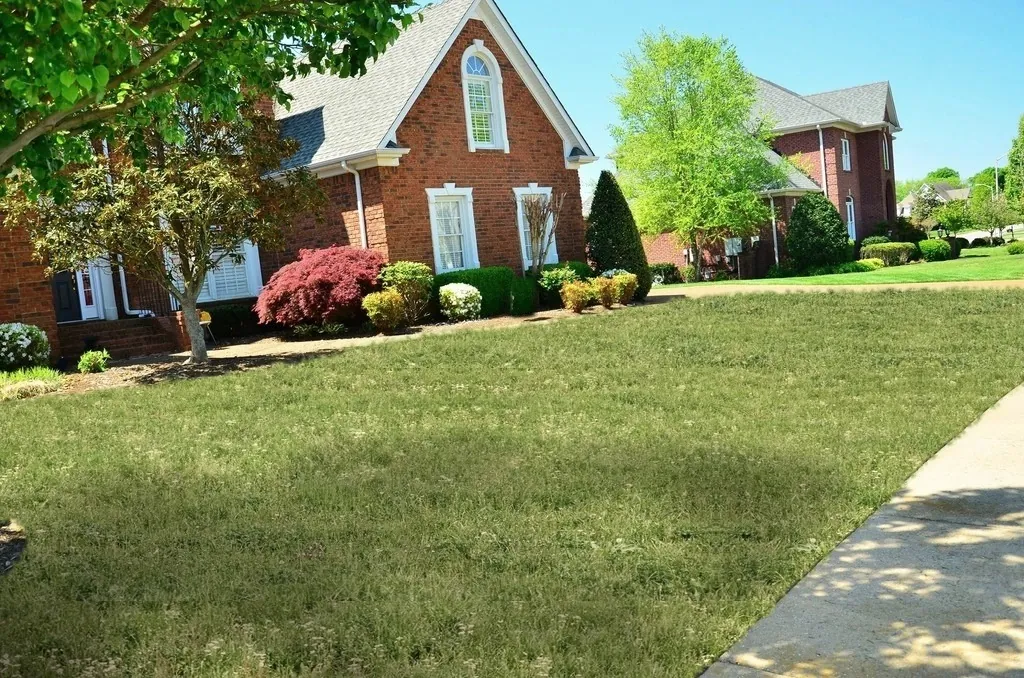 Before: the same lawn, shaggy and overgrown