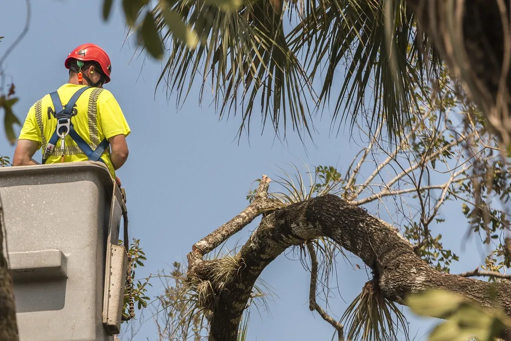 Arborist in a bucket lift above a storm-damaged palm tree