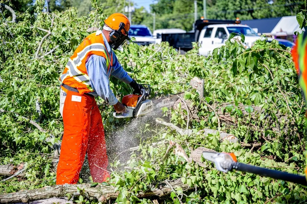 Crew member in orange chaps cutting a downed tree with a chainsaw